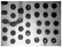 Solder joints on a flip chip: note the large number of voids in each joint and bridging at the left side.